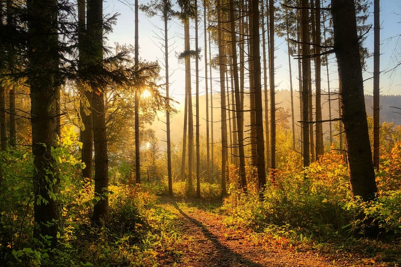 Enchanted Forest